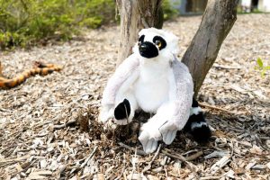 Rainforest Theme Birthday Party Decoration 7