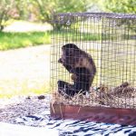 Rainforest Theme Birthday Party Real Animals 2